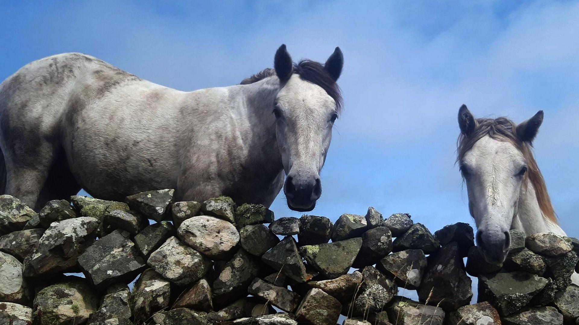 360 Reportage - Connemara: Wie das Land, so das Pony
