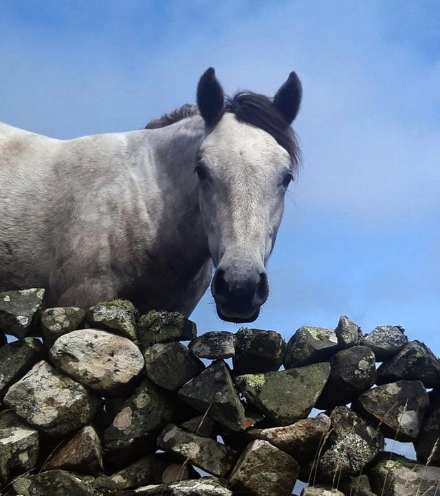 360 Reportage - Connemara: Wie das Land, so das Pony