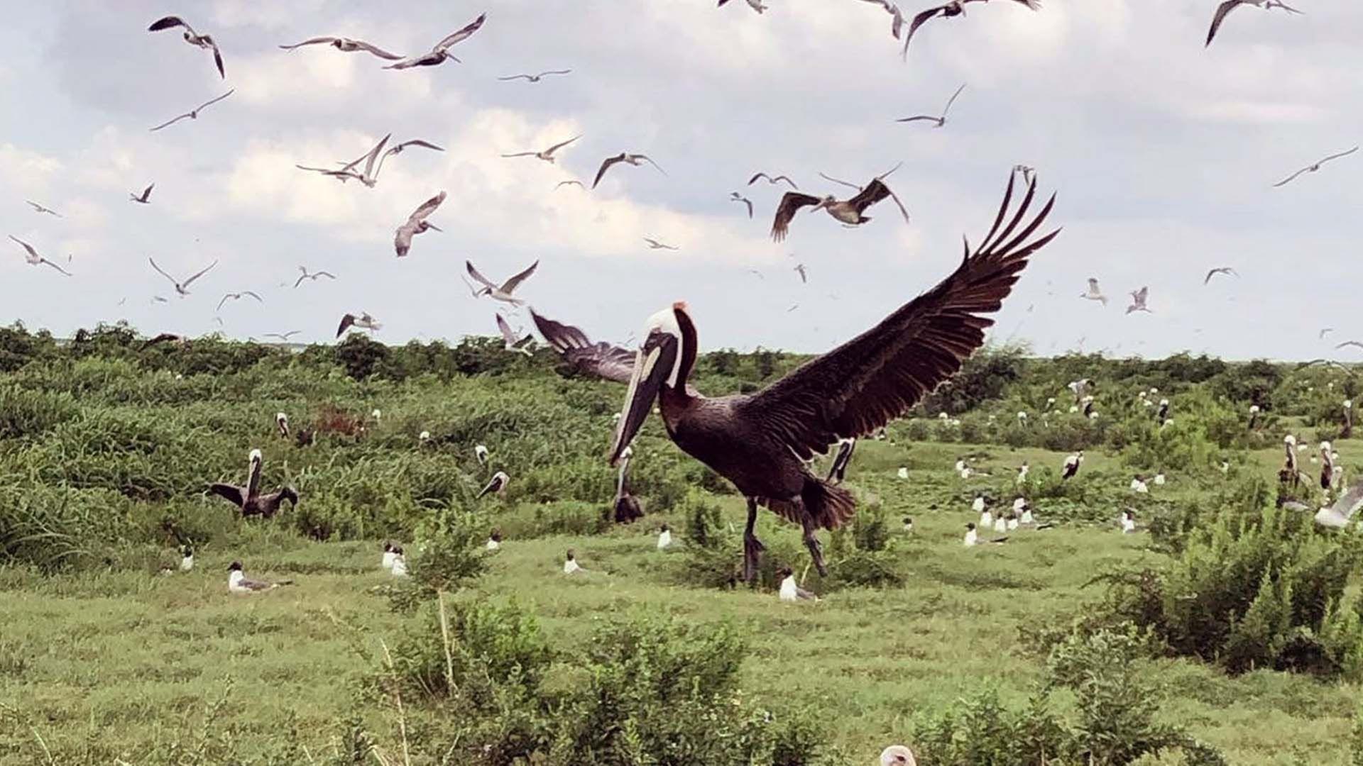360 Reportage - Die Vogelliebhaber von Louisiana