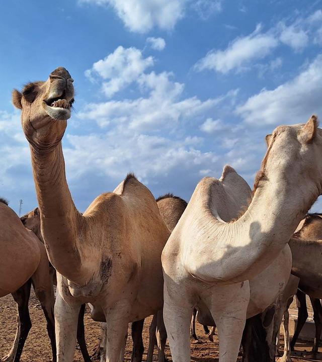 360 Reportage - Kenia: Die Milch der Dromedare