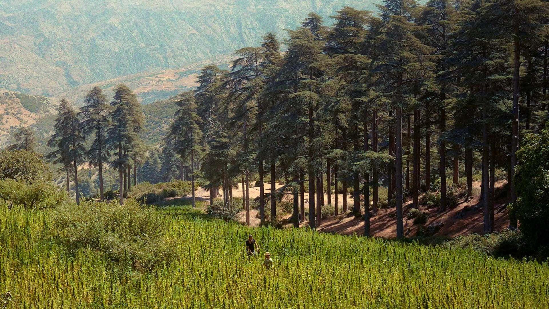 360 Reportage - Kiff im Rif: Marokkos Cannabis-Wende