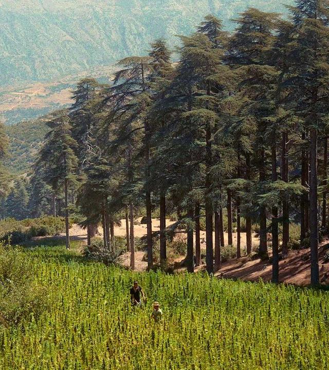 360 Reportage - Kiff im Rif: Marokkos Cannabis-Wende