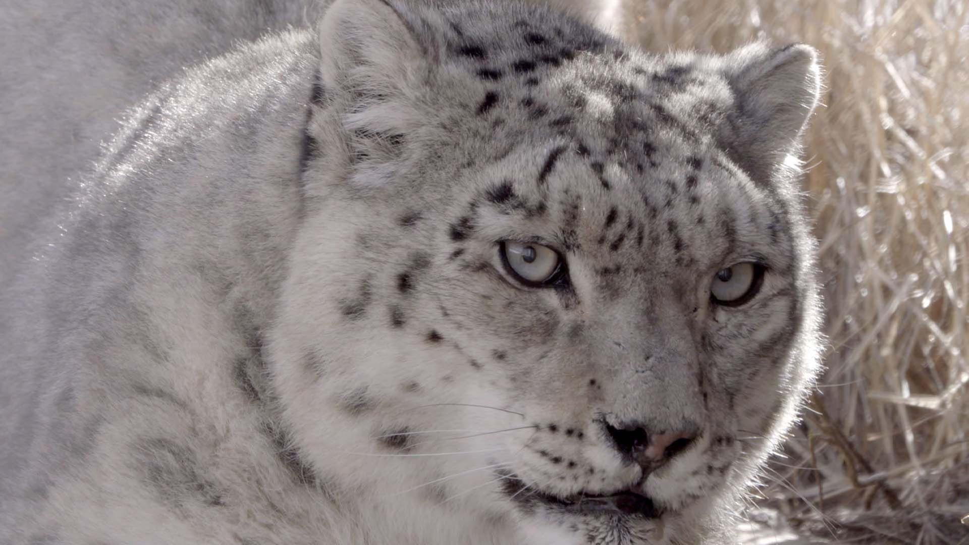 360 Reportage - Kirgisistan: Hoffnung für die Schneeleoparden