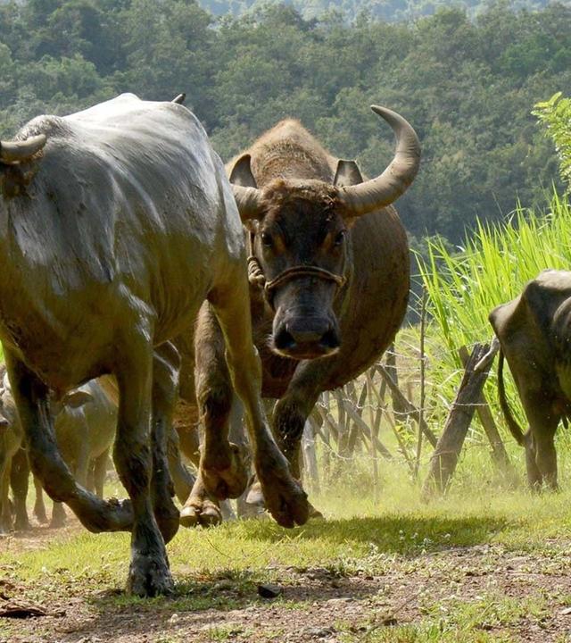 360 Reportage - Laos: Futterblöcke und Büffel-Leasing