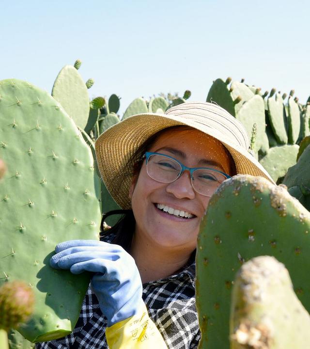 360 Reportage - Nopal, der Alleskönner aus Mexiko