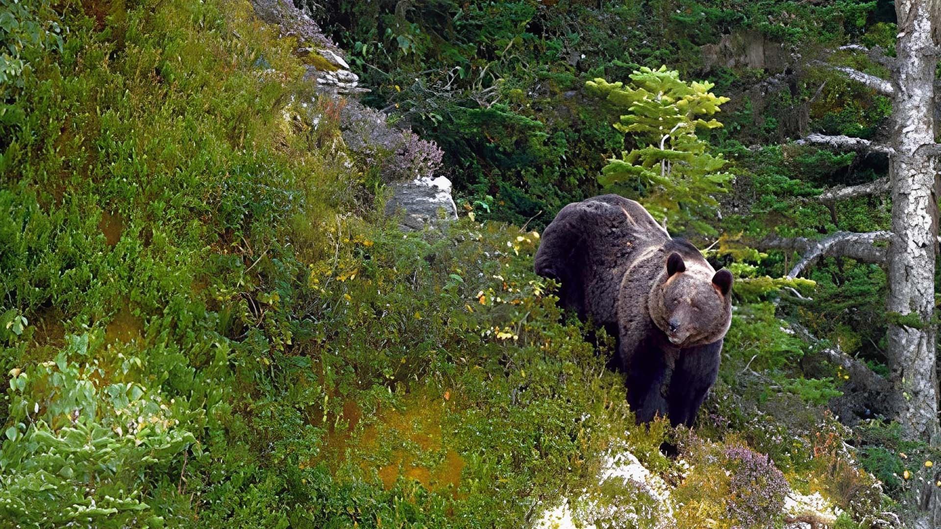 360 Reportage - Pyrenäen - Auge in Auge mit dem Bären