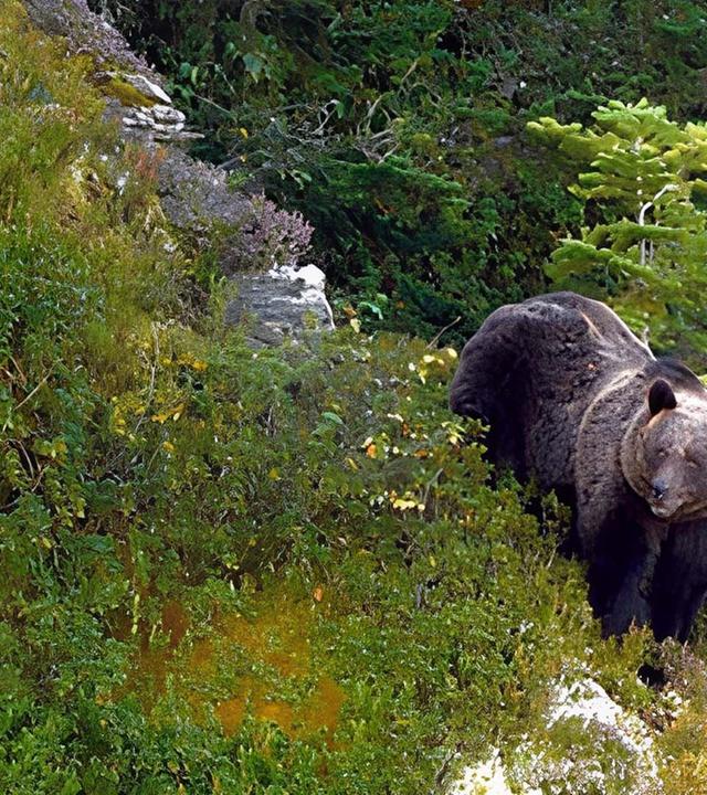 360 Reportage - Pyrenäen - Auge in Auge mit dem Bären