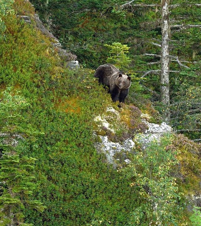 360 Reportage - Pyrenäen: Auge in Auge mit dem Bären