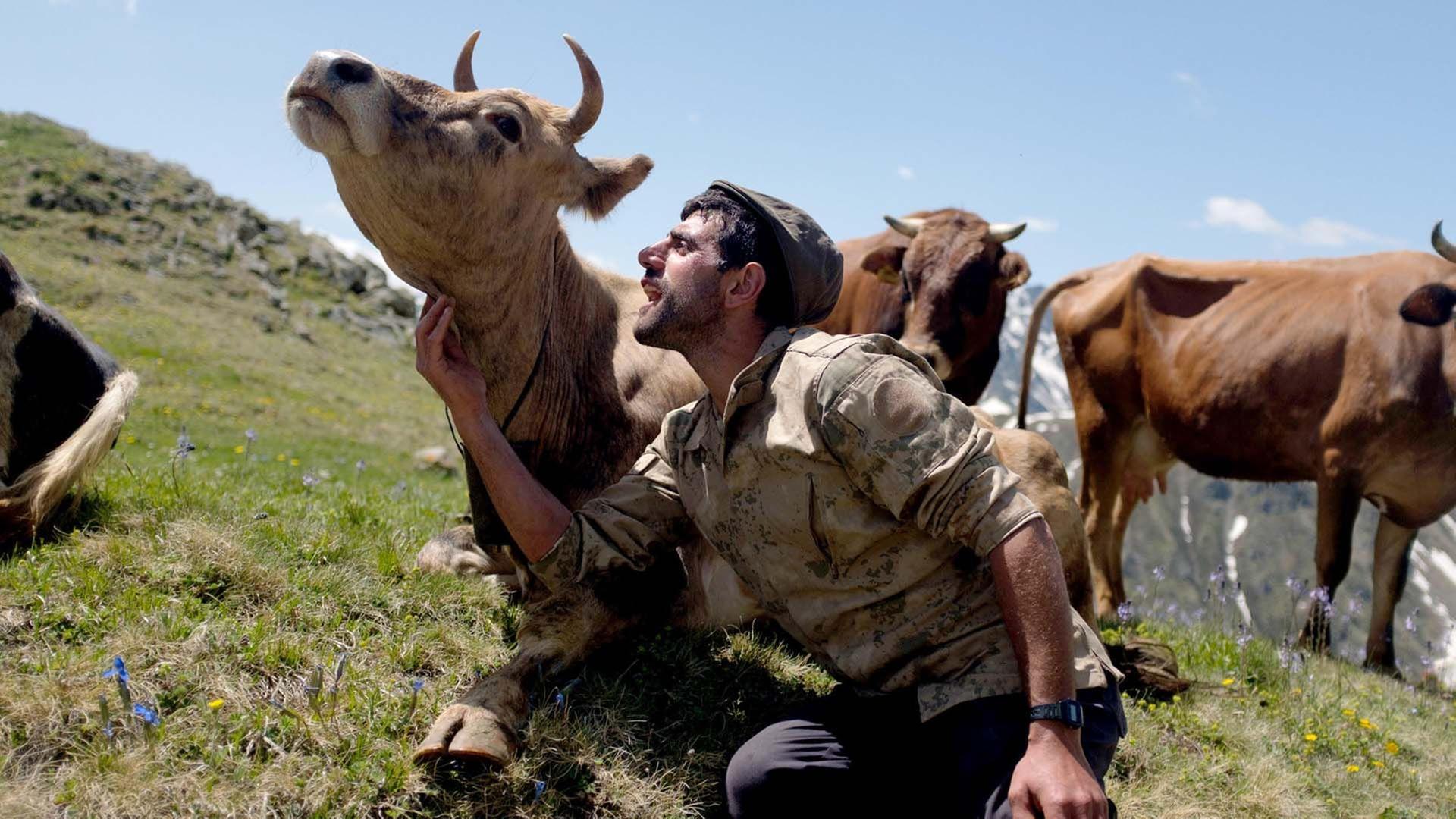 360 Reportage - Türkei: Die Kühe von Tahpur