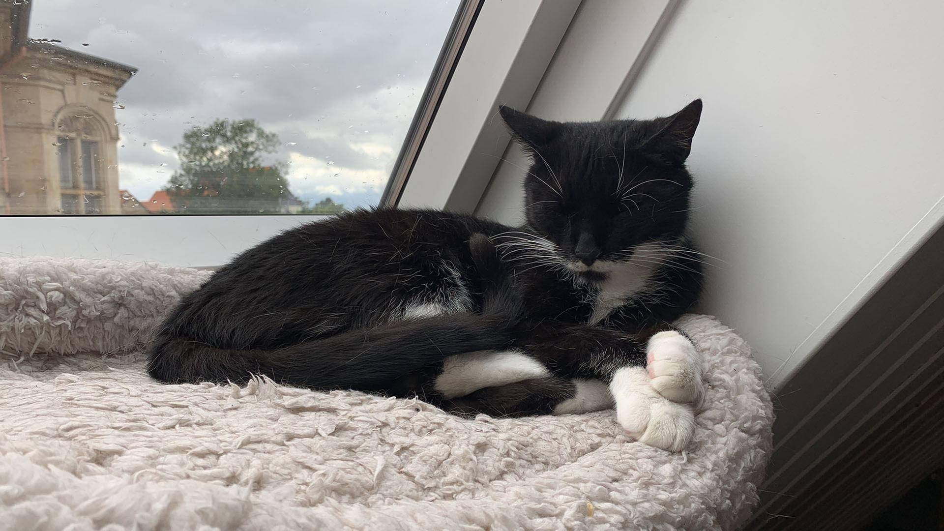 Das geheime Wesen der Katzen