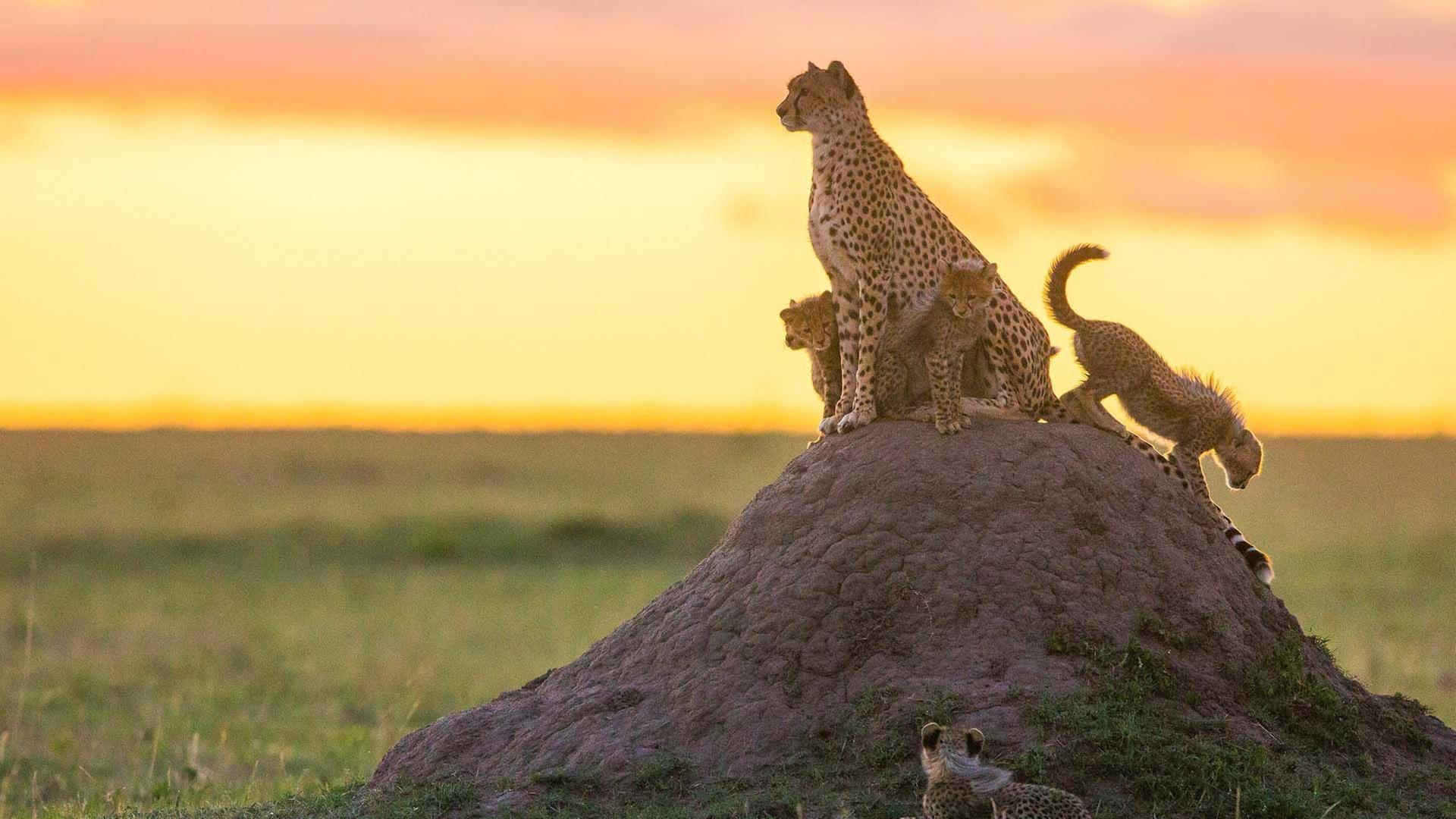 Die fünf Geparde - Gemeinsam durch die Serengeti