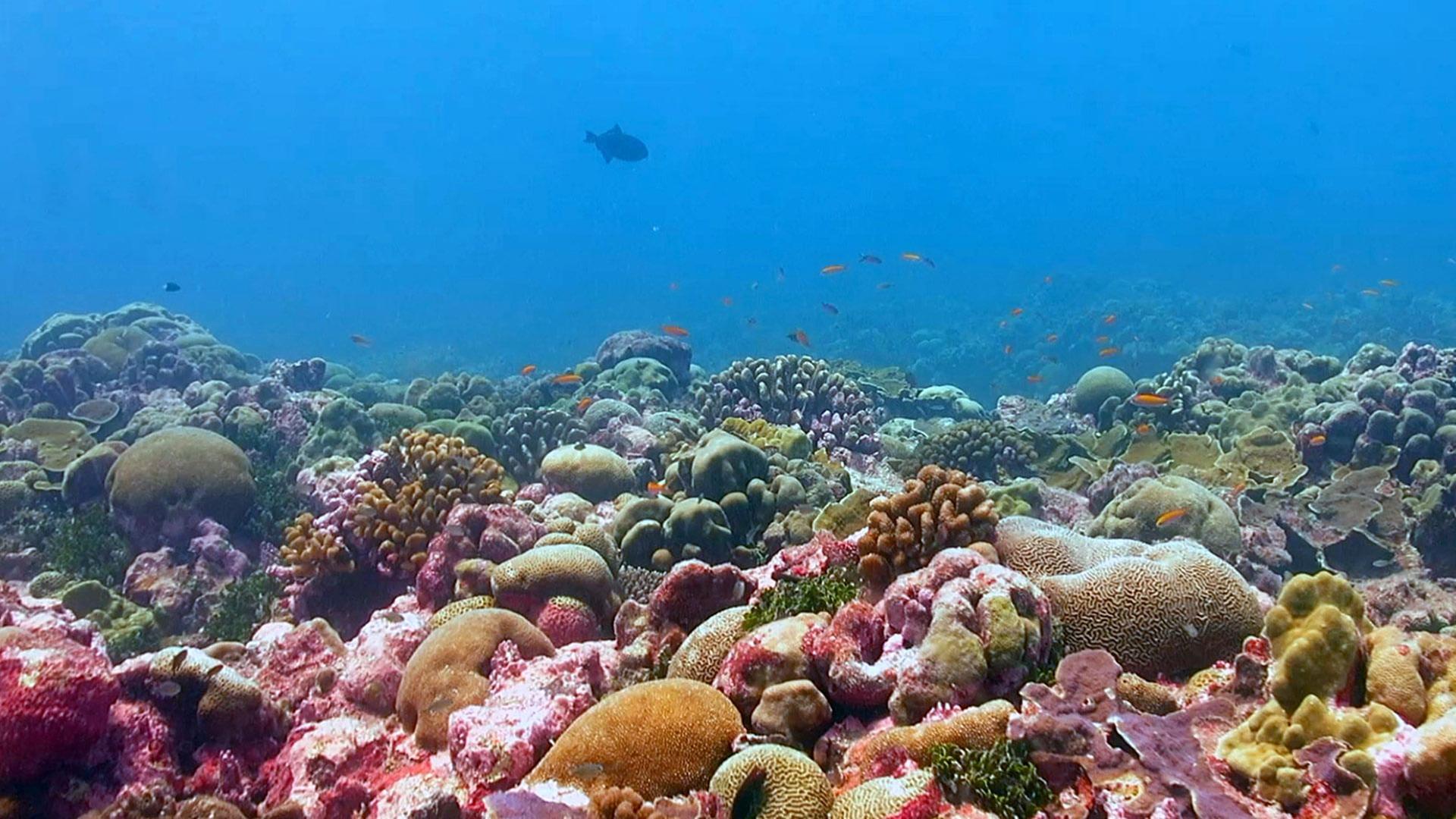 Die Rettung der Korallen