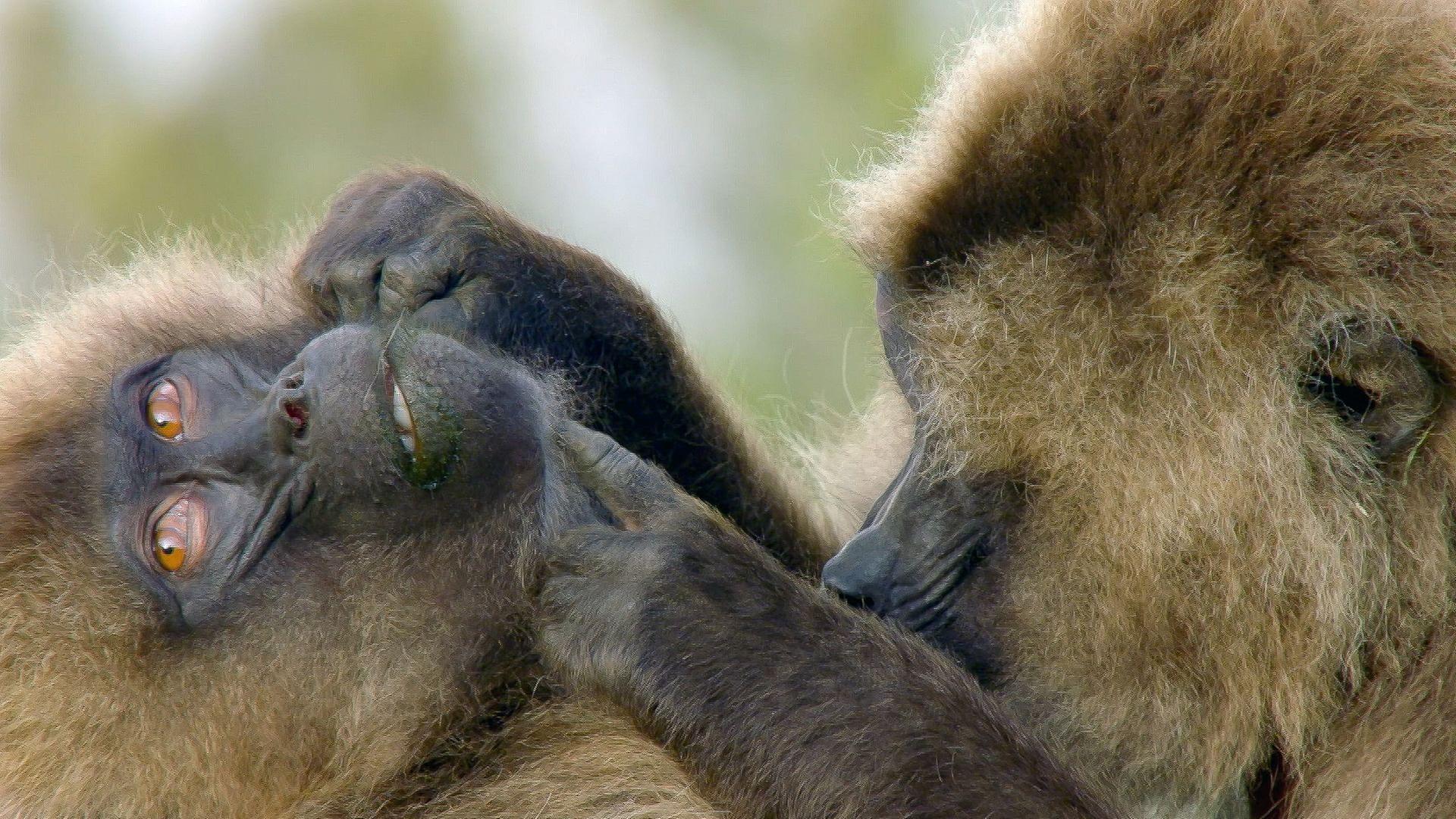 Die Sprache der Tiere - Körpersprache