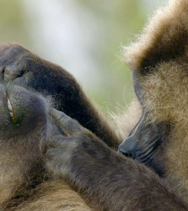 Die Sprache der Tiere - Körpersprache