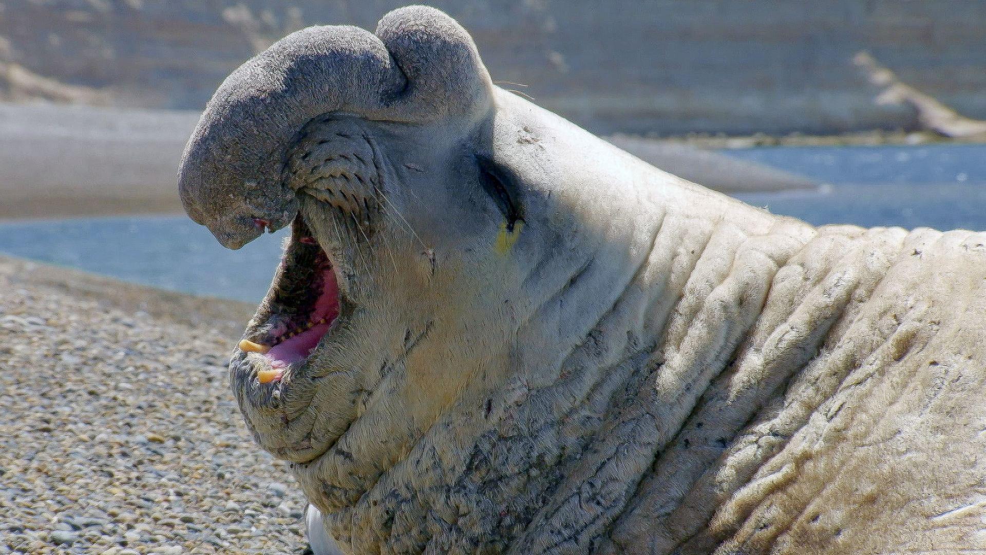Die Sprache der Tiere - Starke Stimmen