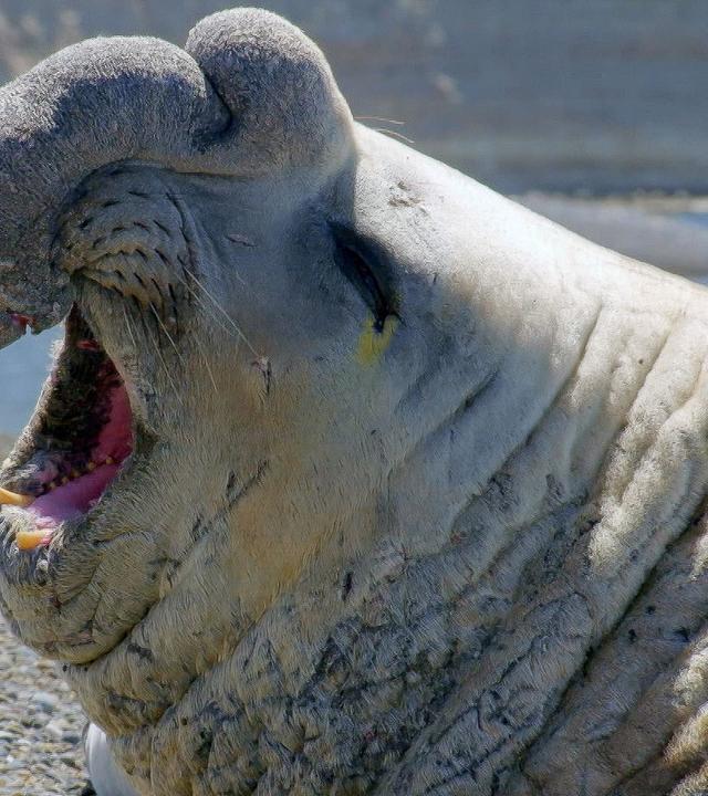 Die Sprache der Tiere - Starke Stimmen