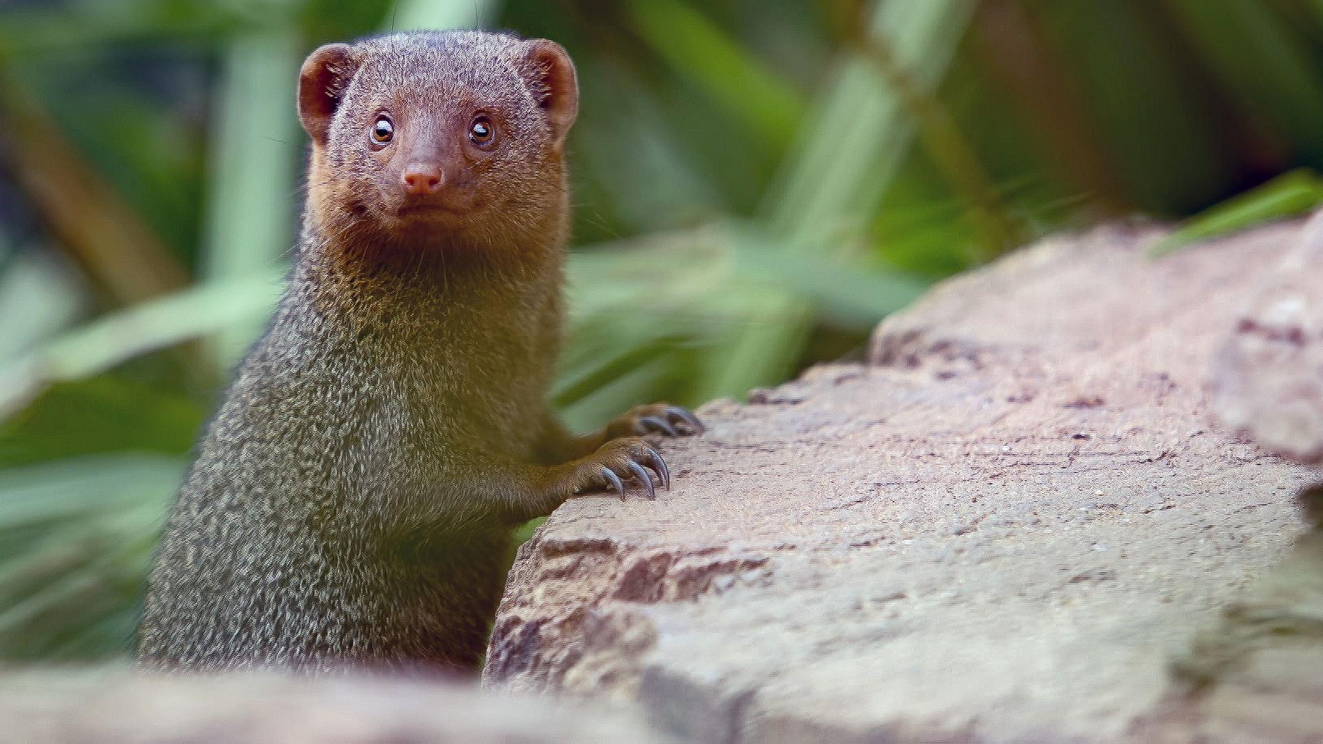 Die Sprache der Tiere - Teamwork
