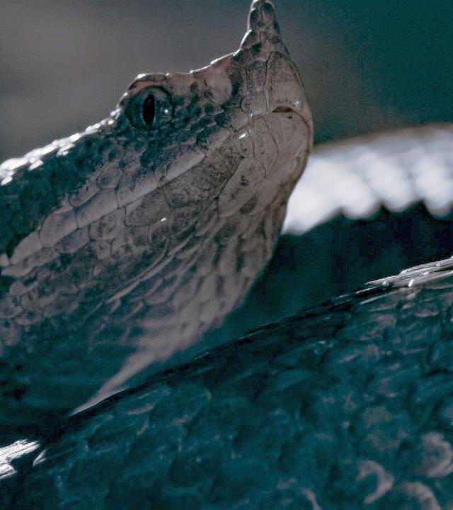 Die Sprache der Tiere - Versteckte Botschaften