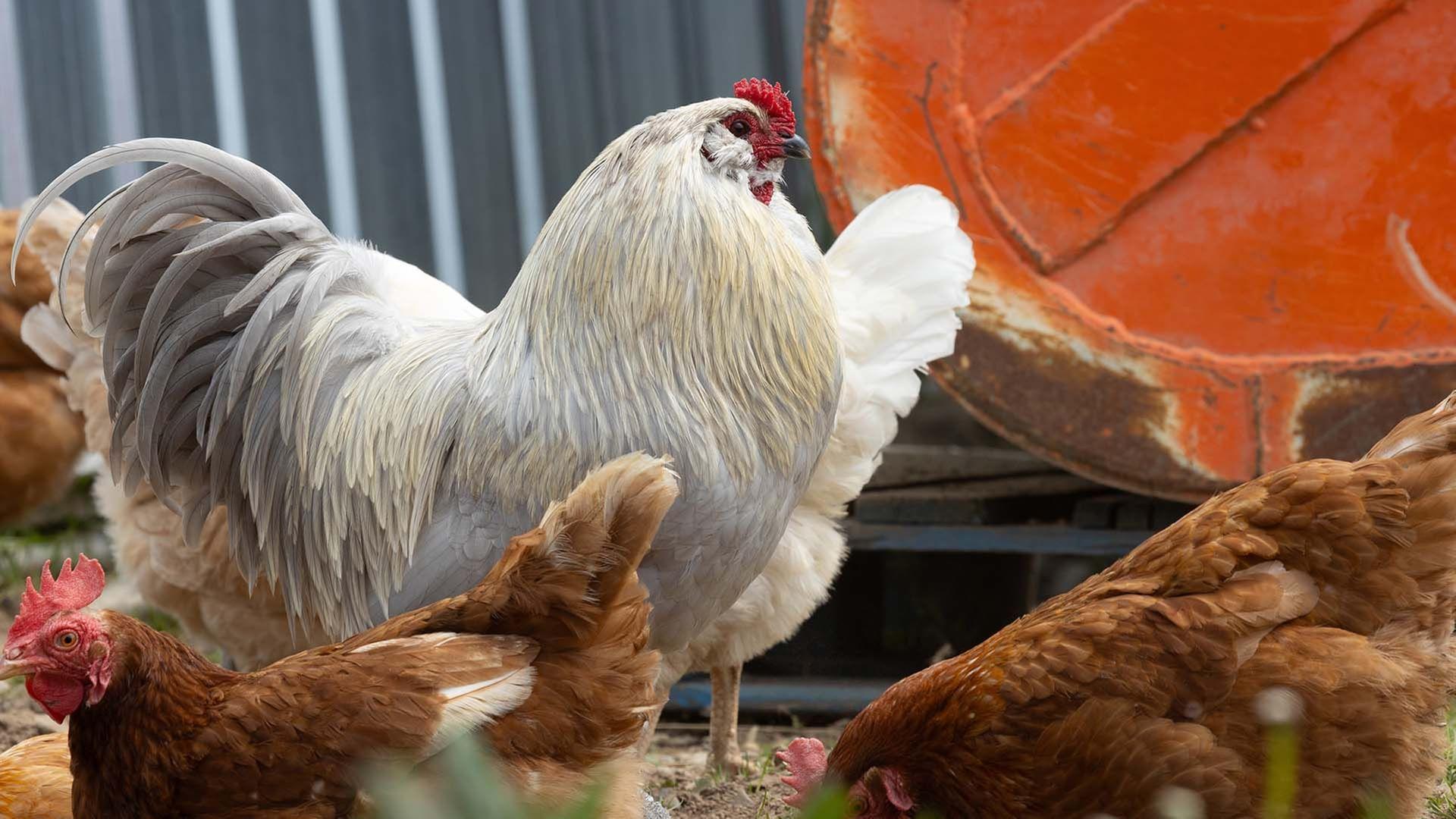 Dummes Huhn? Keineswegs!