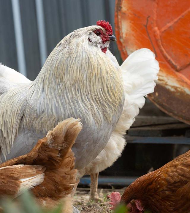 Dummes Huhn? Keineswegs!
