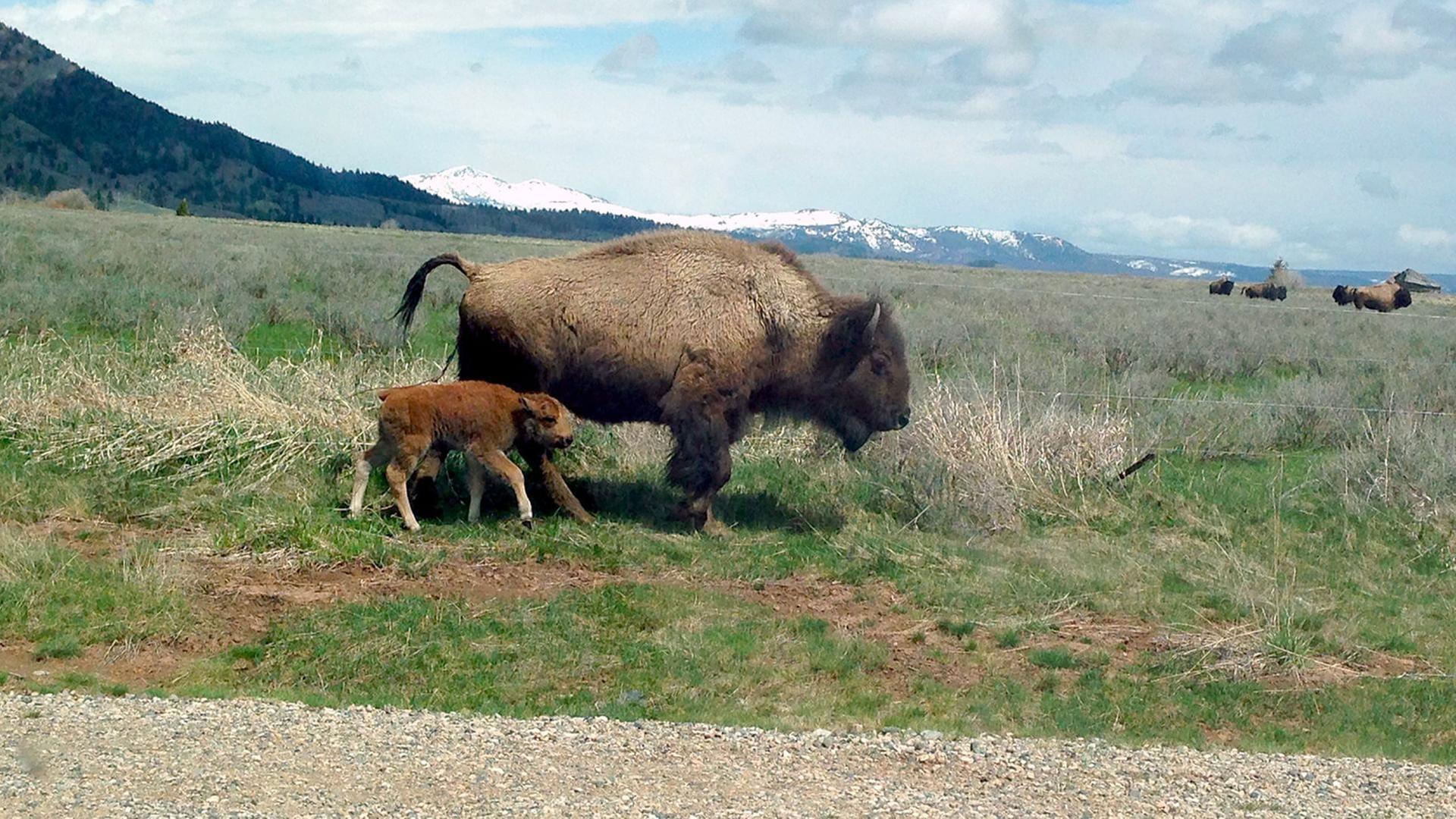 GEO Reportage - Bisons, die sanften Riesen von Montana