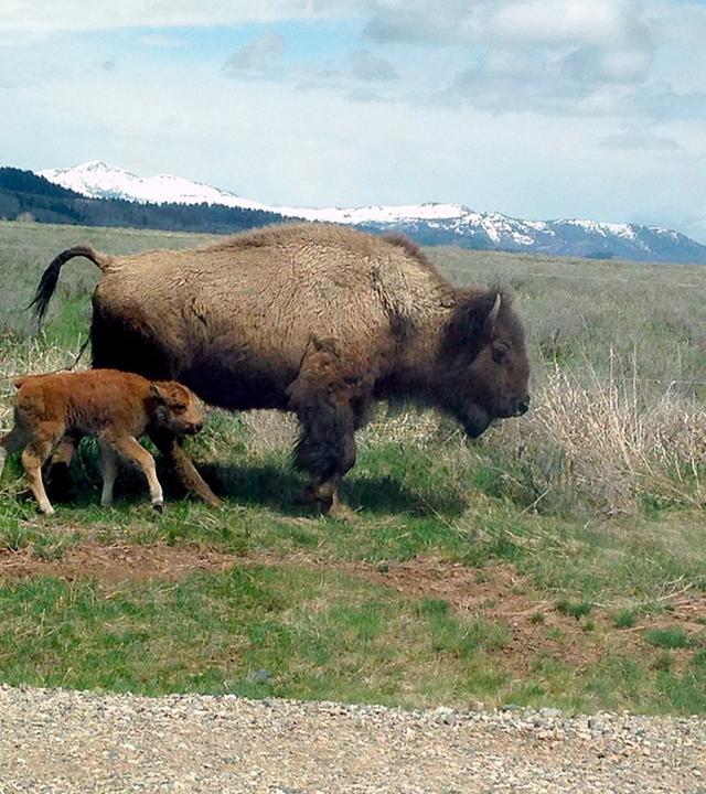 GEO Reportage - Bisons, die sanften Riesen von Montana