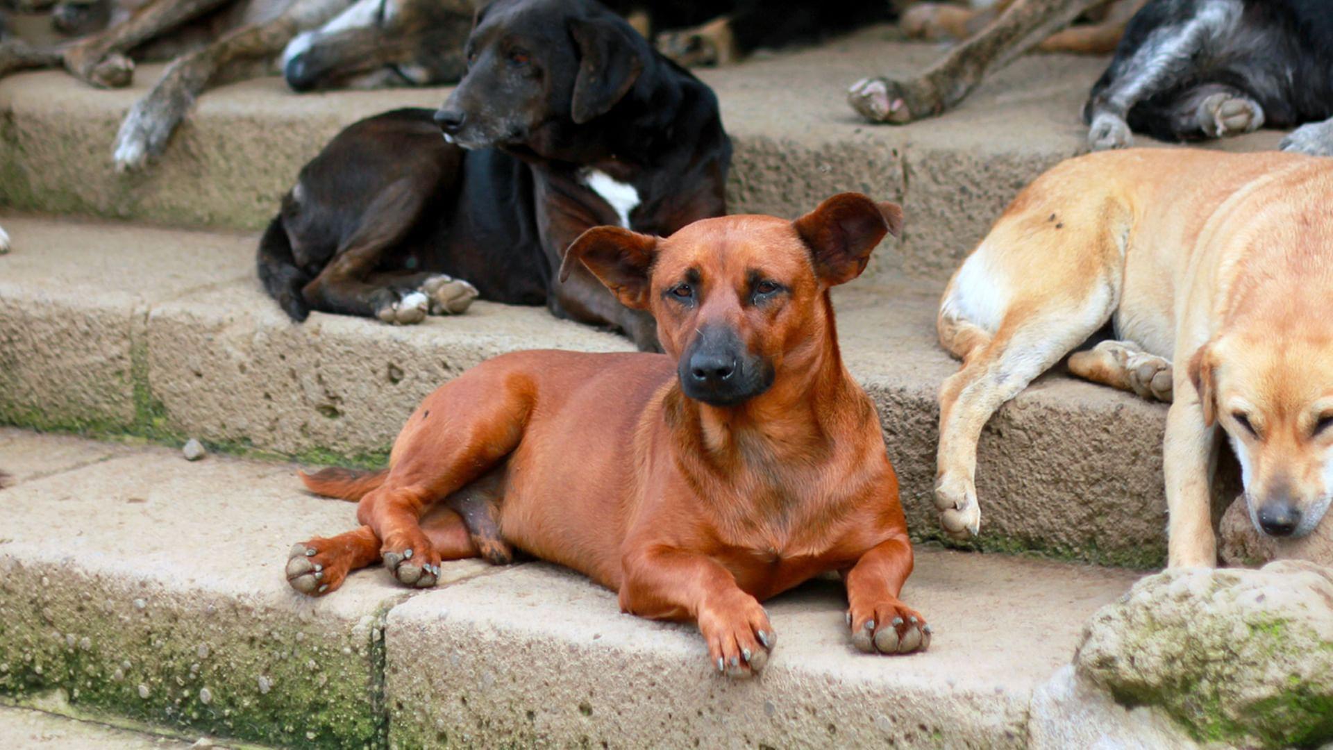 GEO Reportage - Costa Rica: Das größte Hundeheim der Welt