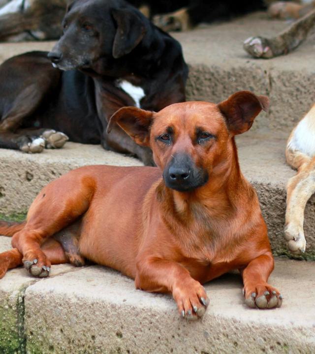 GEO Reportage - Costa Rica: Das größte Hundeheim der Welt