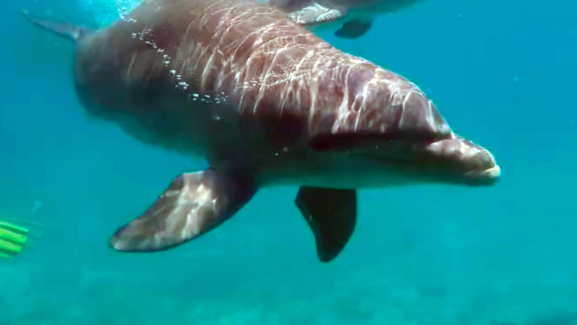 GEO Reportage - Curaçao: Die sanften Delfine