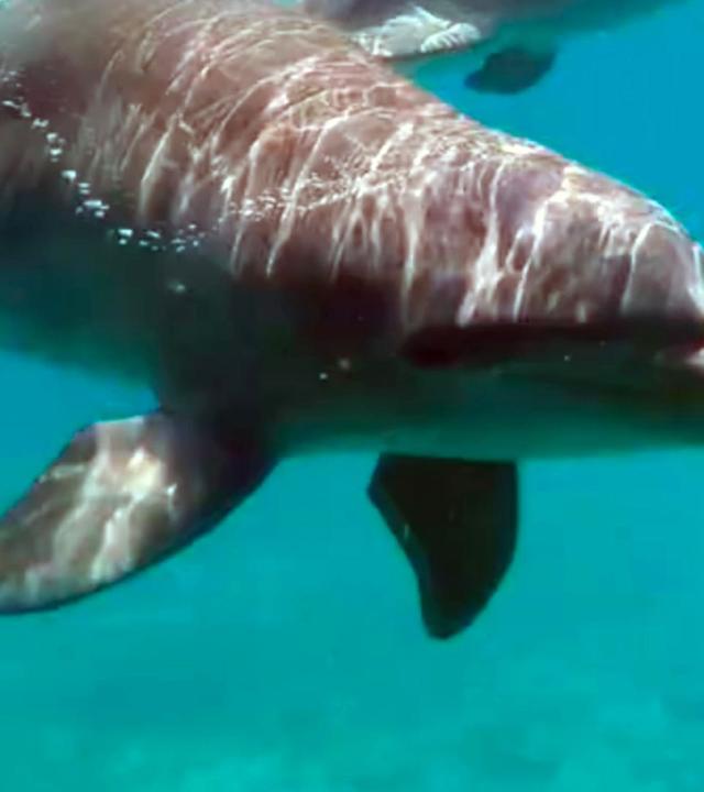 GEO Reportage - Curaçao: Die sanften Delfine