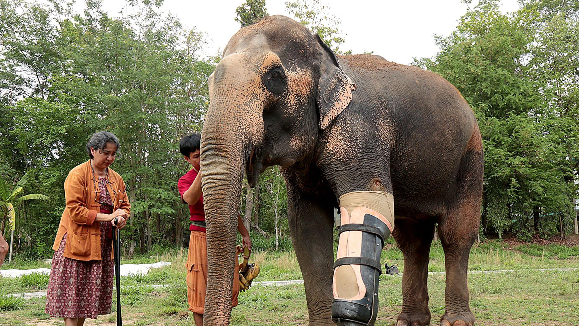 GEO Reportage - Das Elefantenkrankenhaus von Thailand