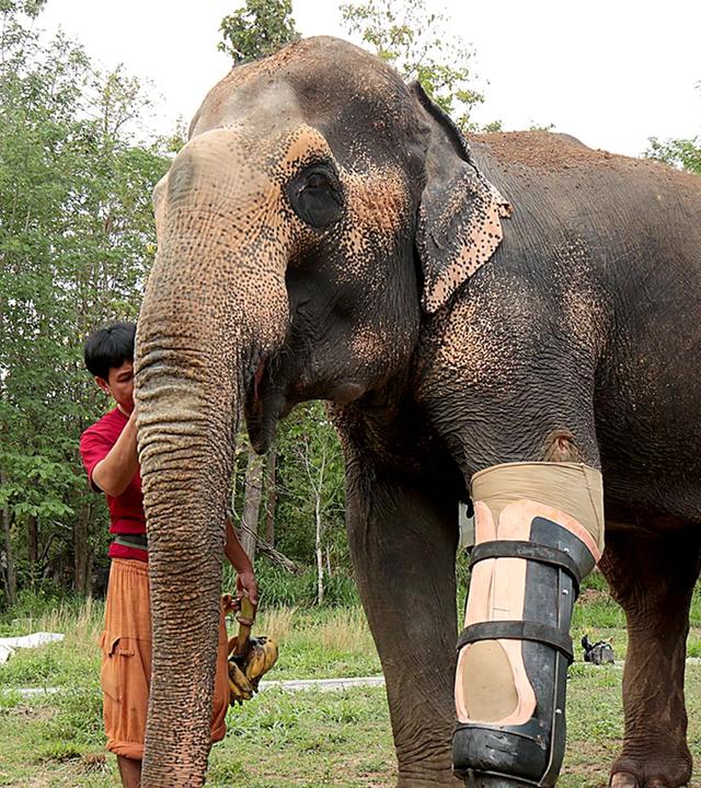 GEO Reportage - Das Elefantenkrankenhaus von Thailand