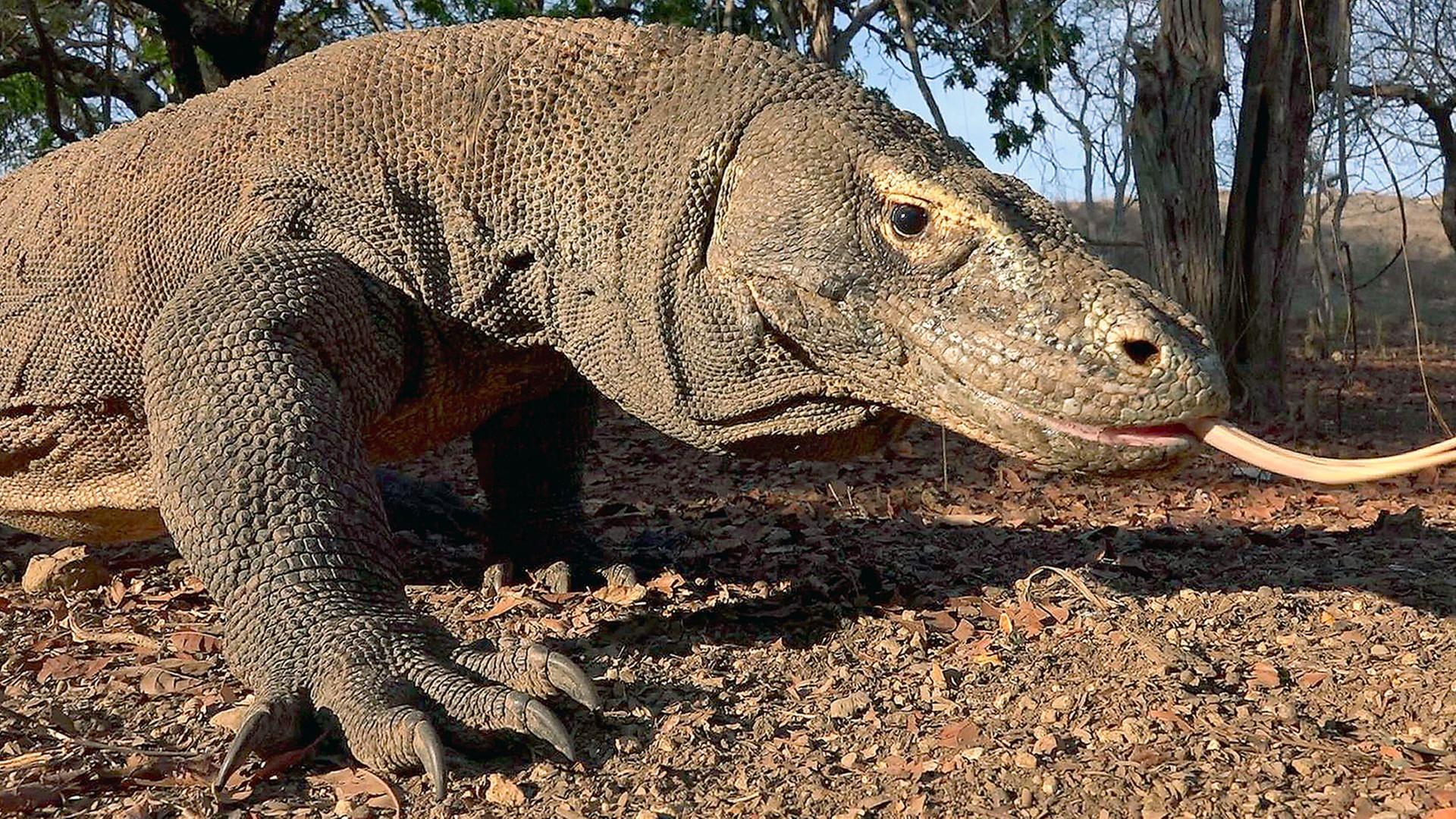 GEO Reportage - David und die Komodowarane