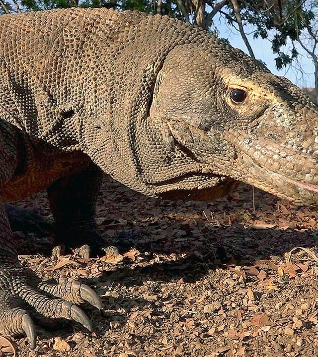 GEO Reportage - David und die Komodowarane