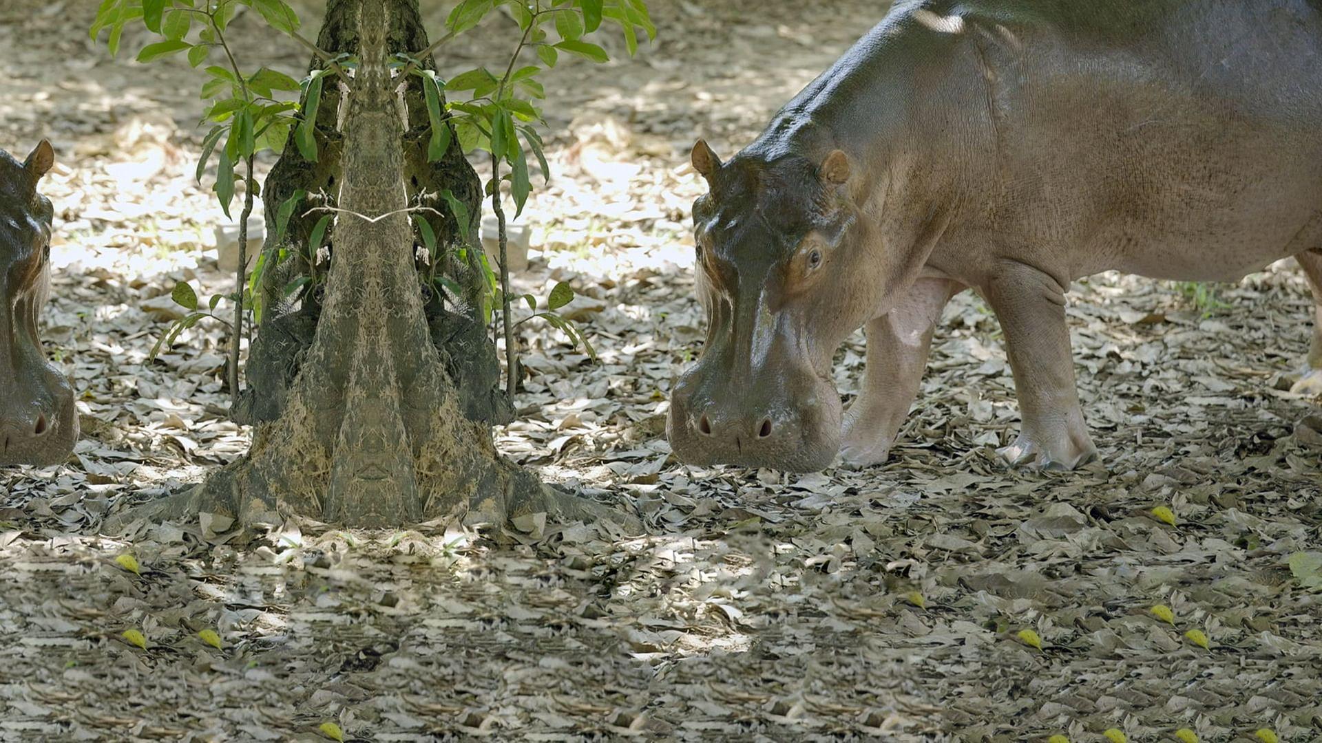 GEO Reportage - Escobars Erbe: Kolumbiens Kokain-Hippos