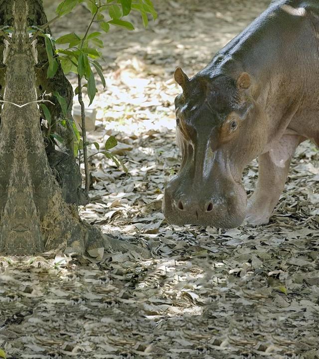 GEO Reportage - Escobars Erbe: Kolumbiens Kokain-Hippos