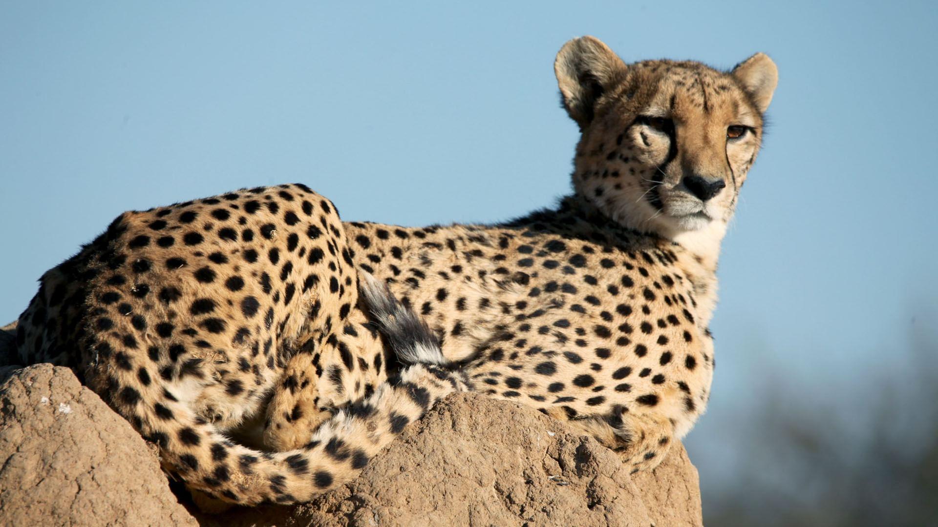 GEO Reportage - Namibias Geparden: Hoffnung für die Raubkatzen