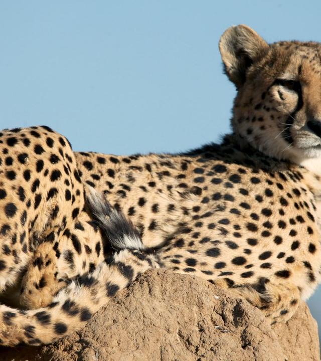 GEO Reportage - Namibias Geparden: Hoffnung für die Raubkatzen