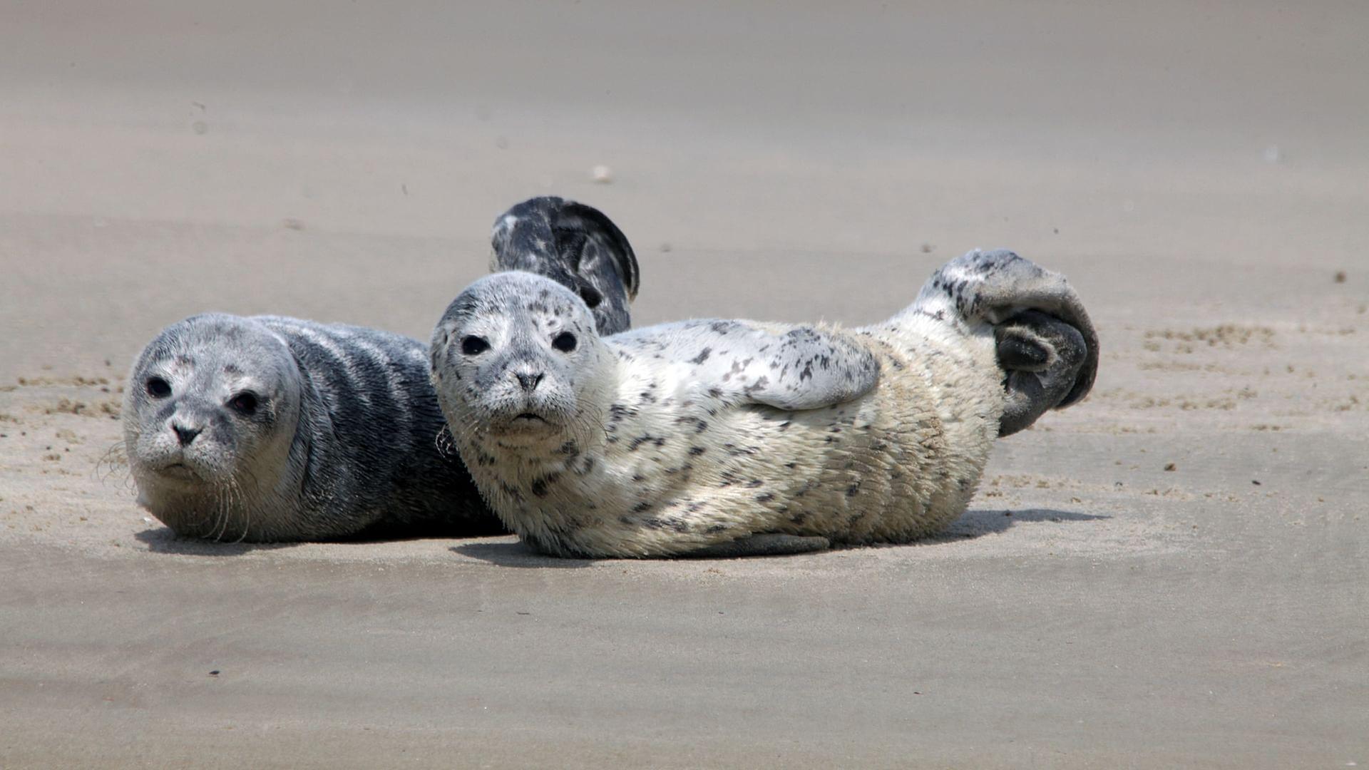 GEO Reportage - Notruf Nordseeküste: Die Robben-Retter