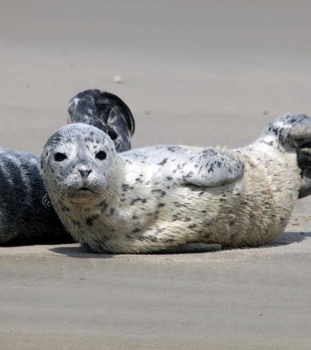 GEO Reportage - Notruf Nordseeküste: Die Robben-Retter