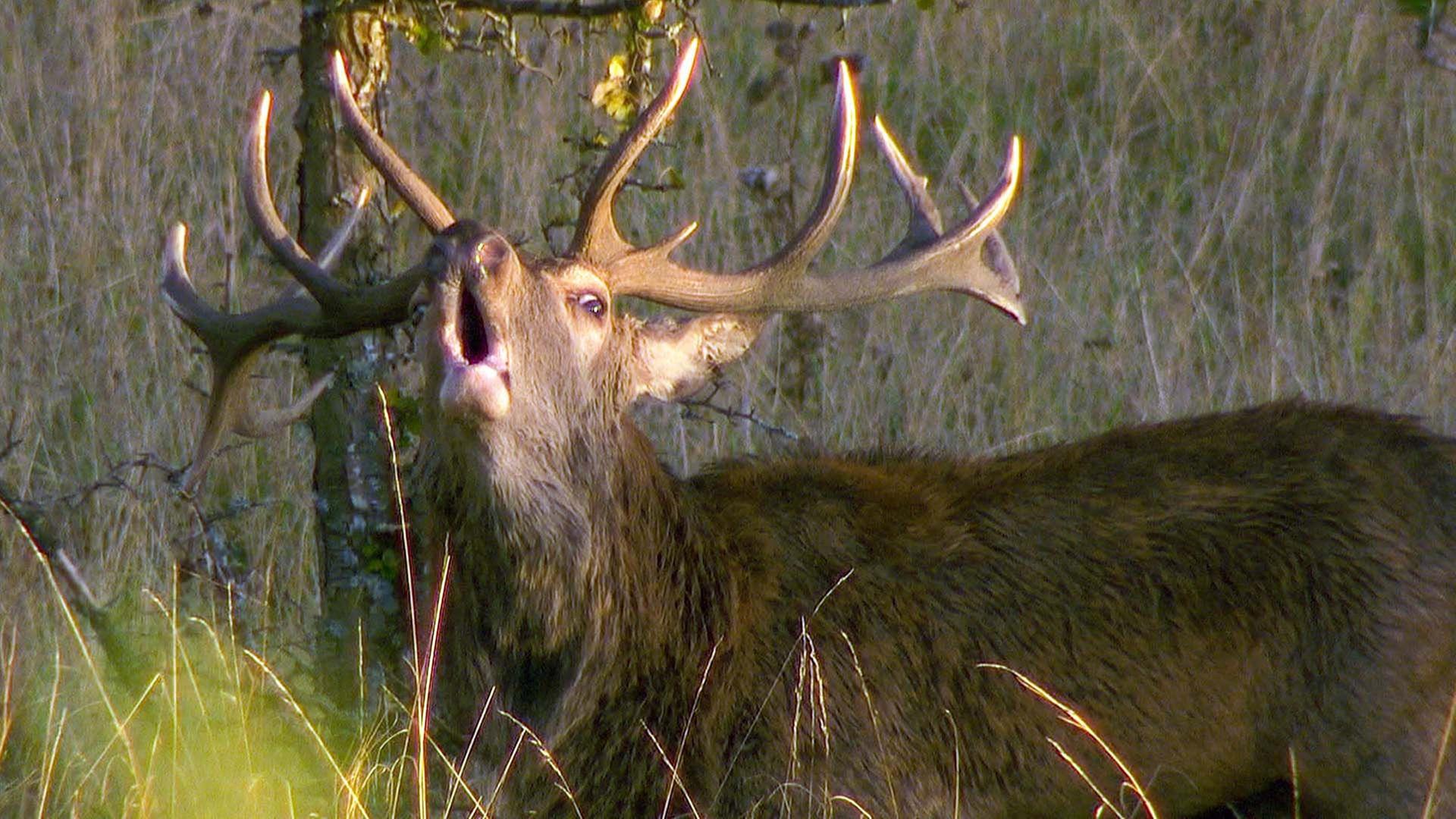 GEO Reportage - Panzer, Wölfe, Rothirsche: Bayerns wilder Übungsplatz
