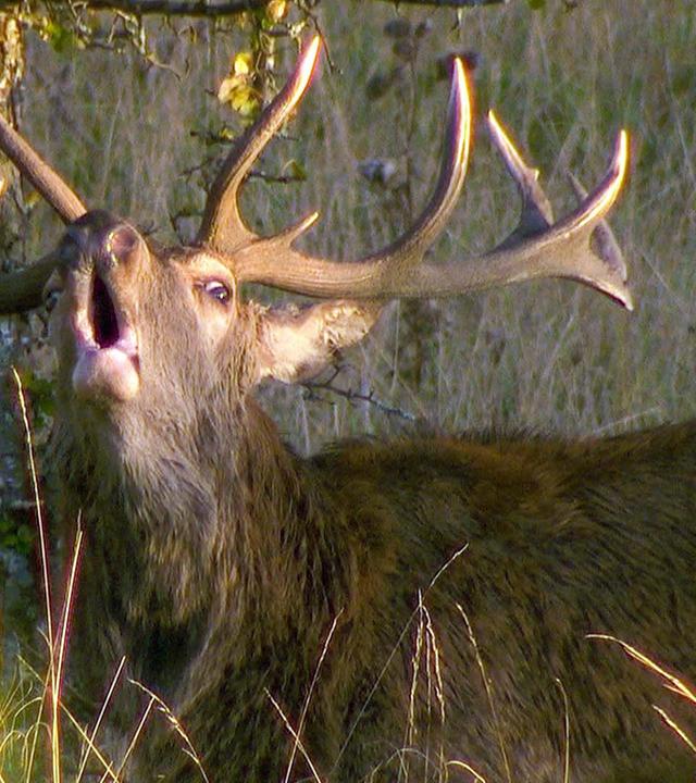 GEO Reportage - Panzer, Wölfe, Rothirsche: Bayerns wilder Übungsplatz