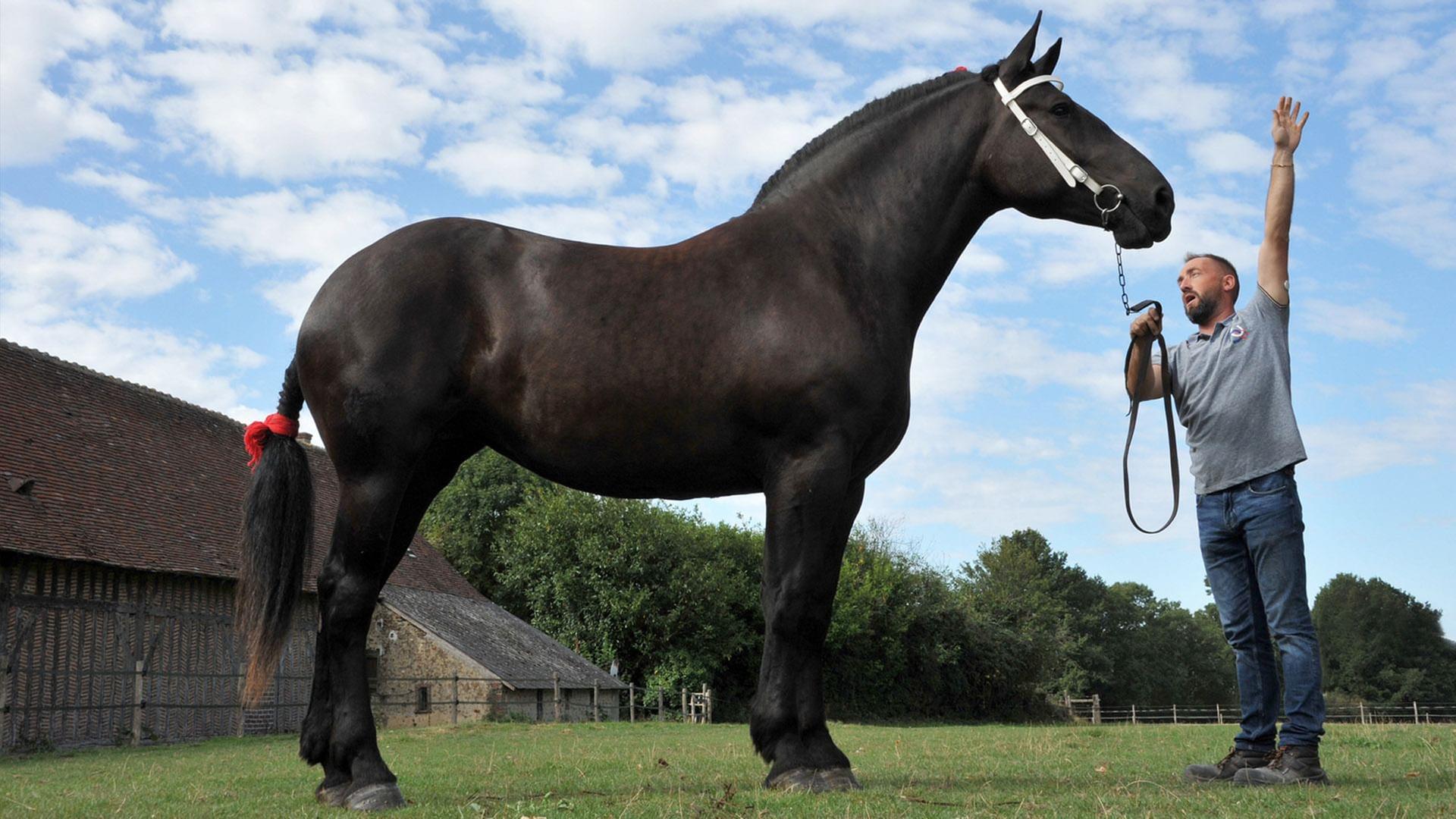 GEO Reportage - Percheron, das Kraftpaket mit einer Pferdestärke
