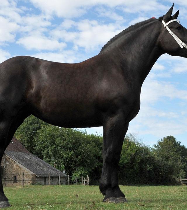 GEO Reportage - Percheron, das Kraftpaket mit einer Pferdestärke