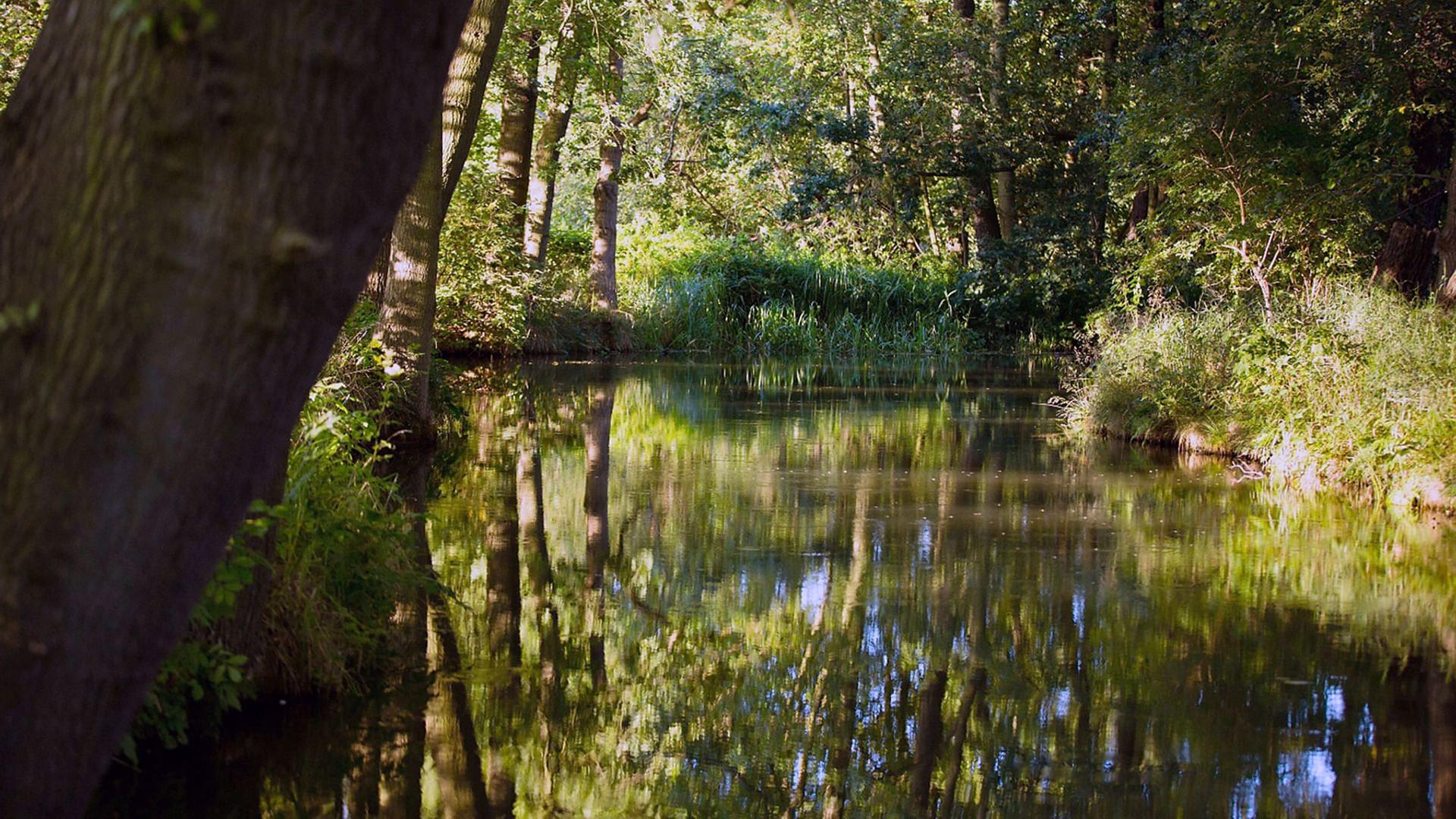 GEO Reportage - Spreewald: Kähne, Köche, Klapperstörche
