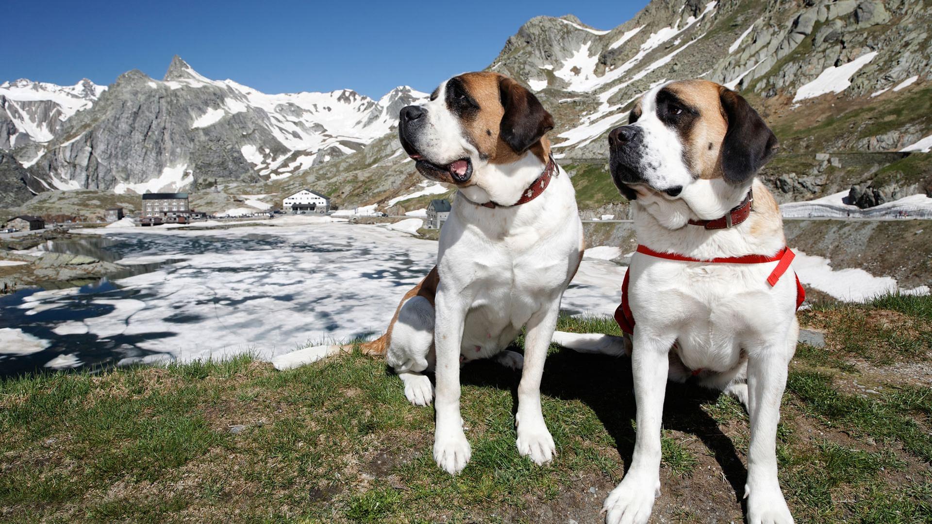 GEO Reportage - St. Bernhard: Von Menschen und Hunden