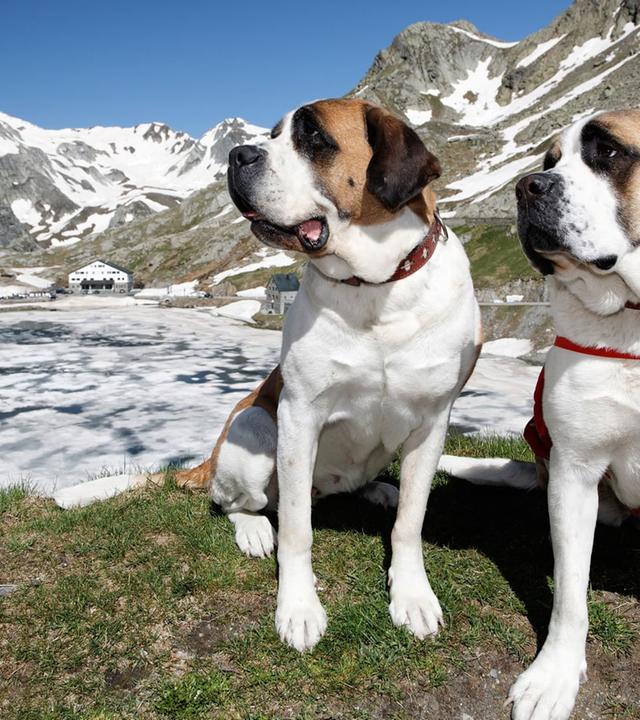 GEO Reportage - St. Bernhard: Von Menschen und Hunden
