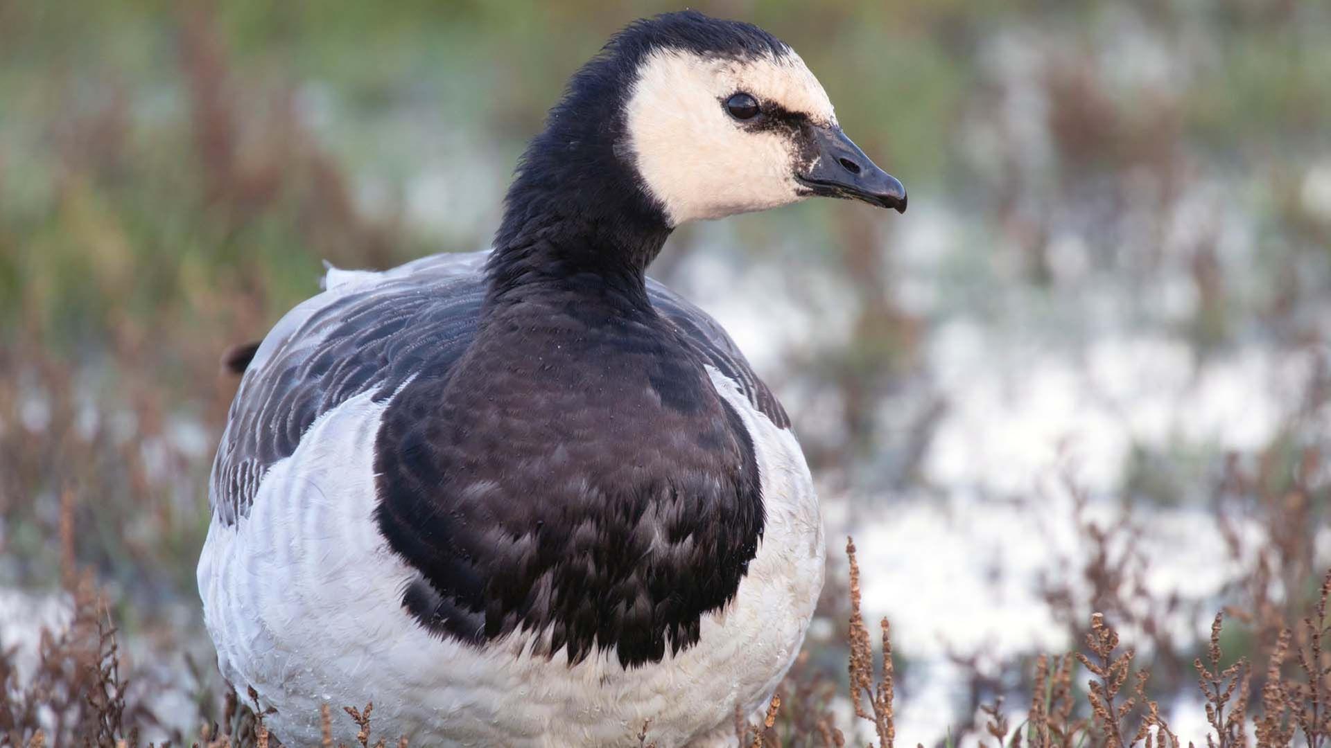 GEO Reportage - Wilde Waterkant: Nordfriesland und seine Gänse