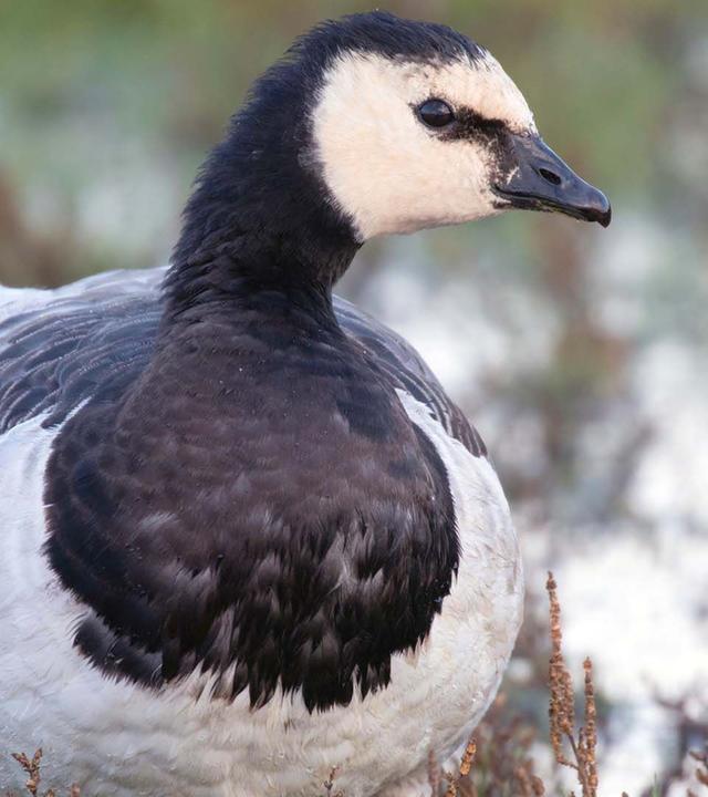 GEO Reportage - Wilde Waterkant: Nordfriesland und seine Gänse