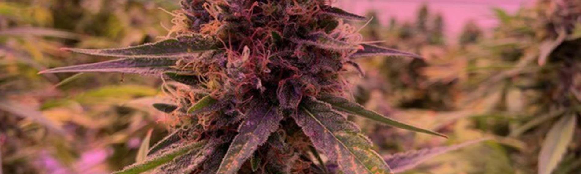 Gras auf Rezept - Medizinisches Cannabis im Kreuzfeuer